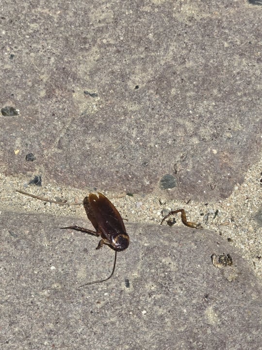 Gartenanlage Brayka Bay Resort