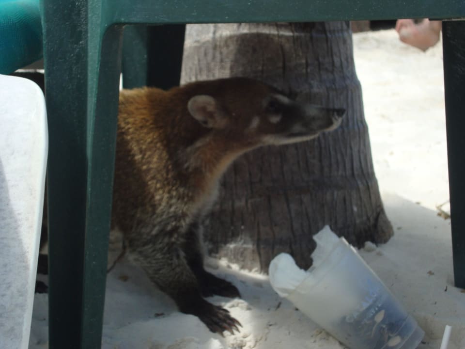 Hotel Catalonia Playa Maroma Catalonia Playa Maroma