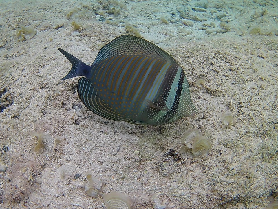Strand Three Corners Sea Beach Resort