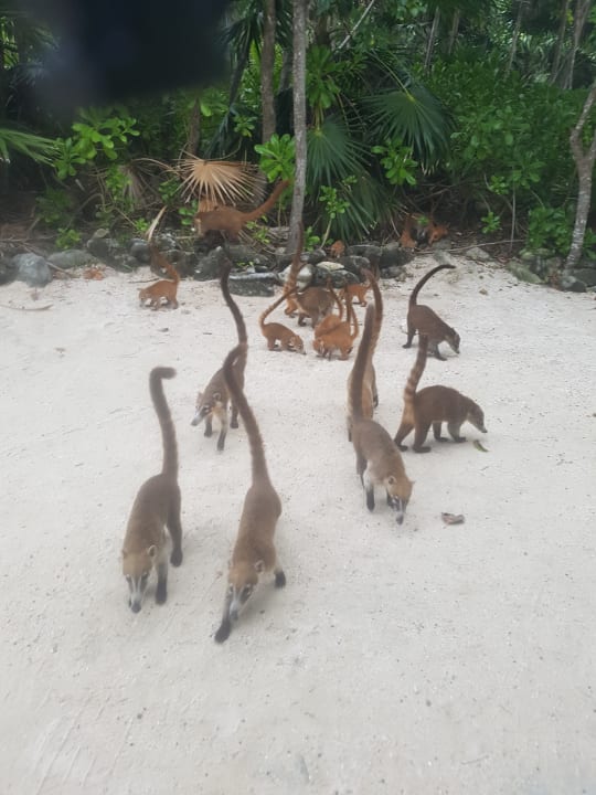 Sonstiges Grand Sirenis Riviera Maya Resort & Spa