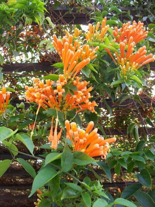 Feuerranke GF FANABE