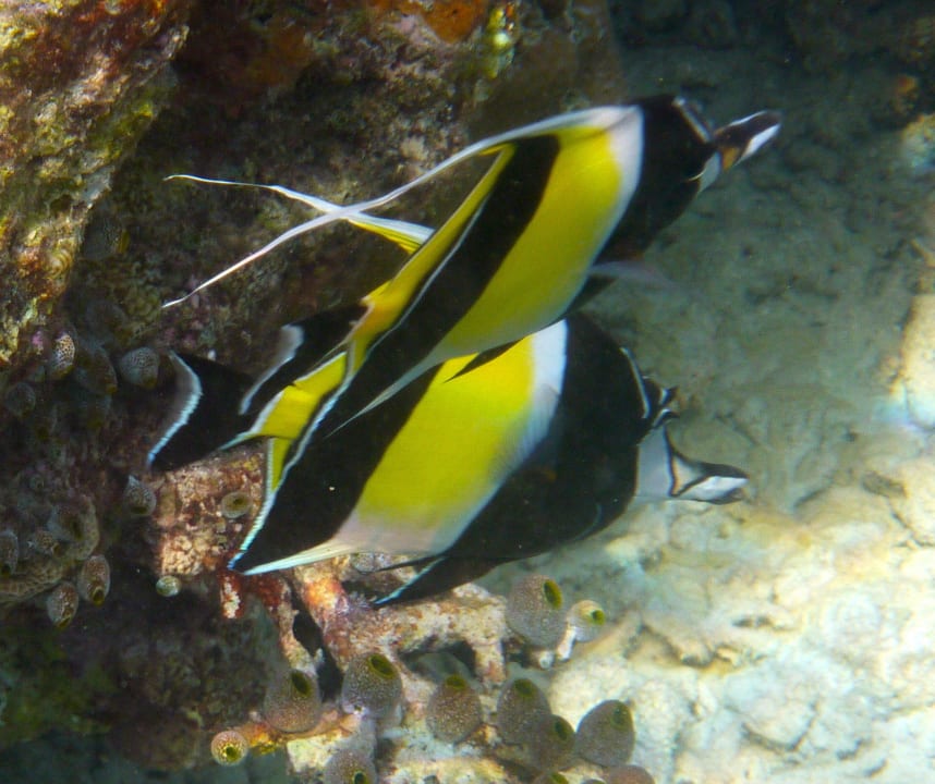 Halfterfisch Vilamendhoo Island Resort & Spa