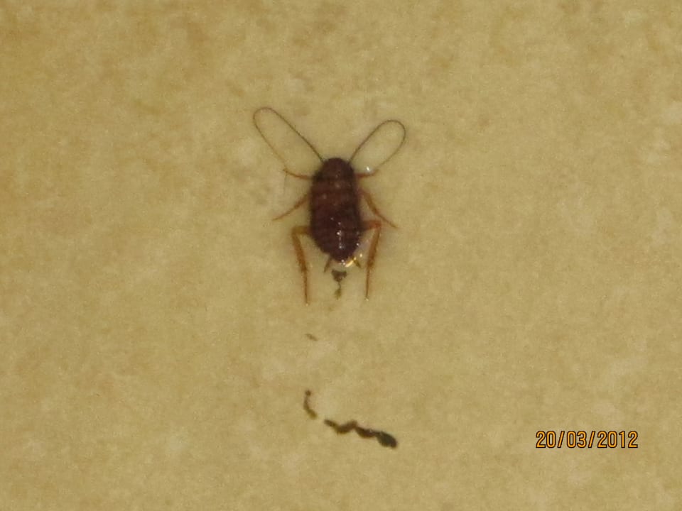 Ungebetener Gast - Kakerlake Sandos Playacar Beach Resort