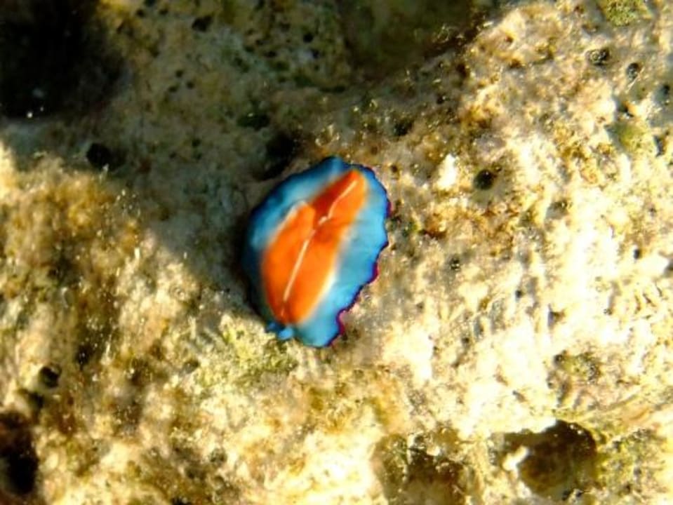 Unterwasser bei Nacht Eri Maldives