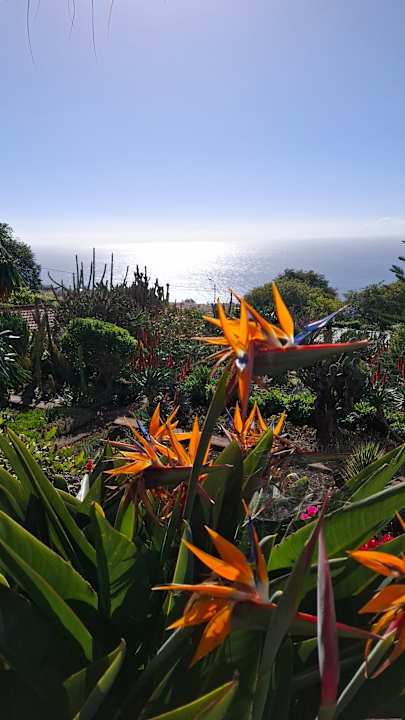 Ausblick Dreams Madeira Resort & Spa