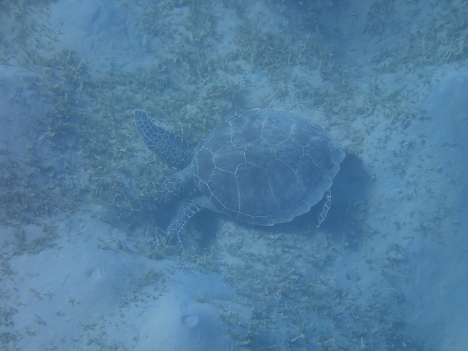 Sonstiges Steigenberger Coraya Beach - Adults only