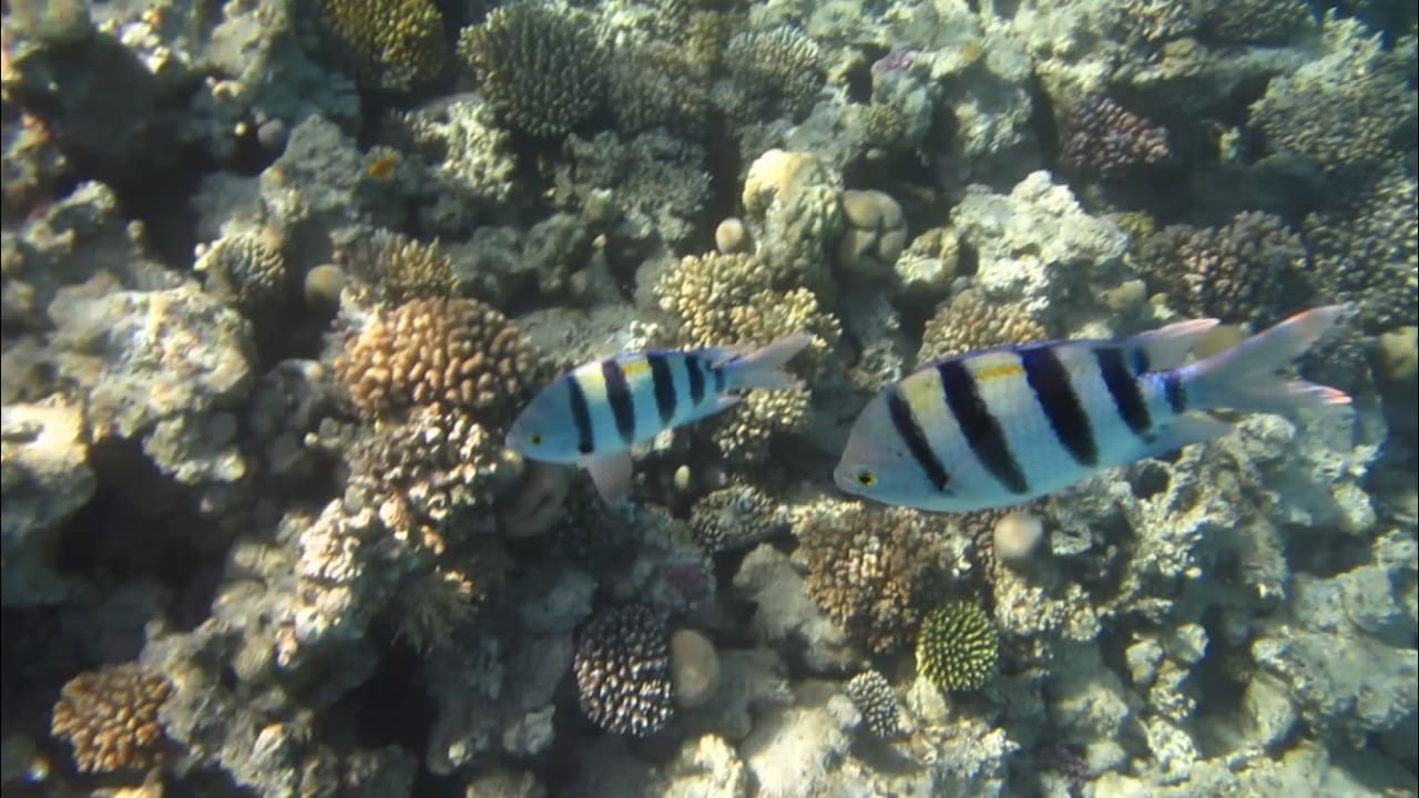 Sport & Freizeit Tropitel Sahl Hasheesh