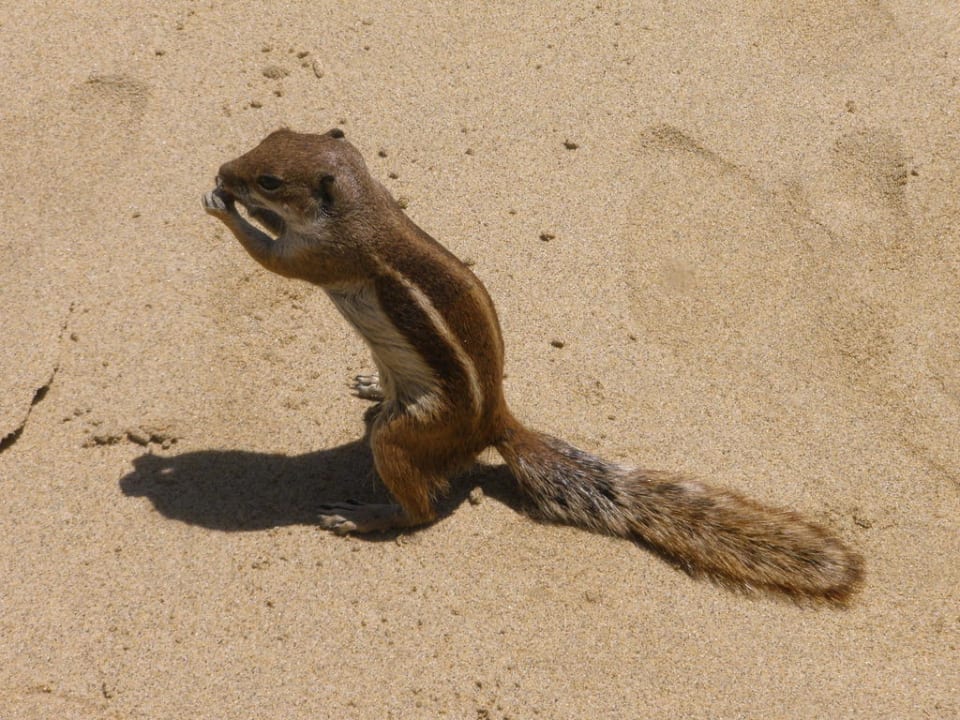 Streifenhörnchen R2 Pajara Beach