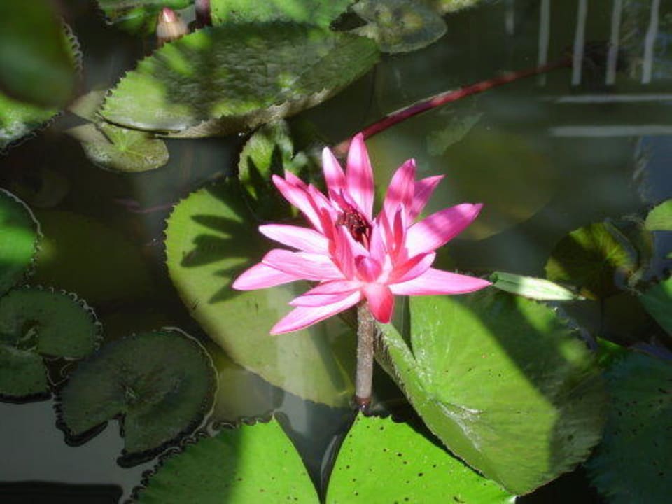 Wunderschöne Seerose Khao Lak Bhandari Resort & Spa