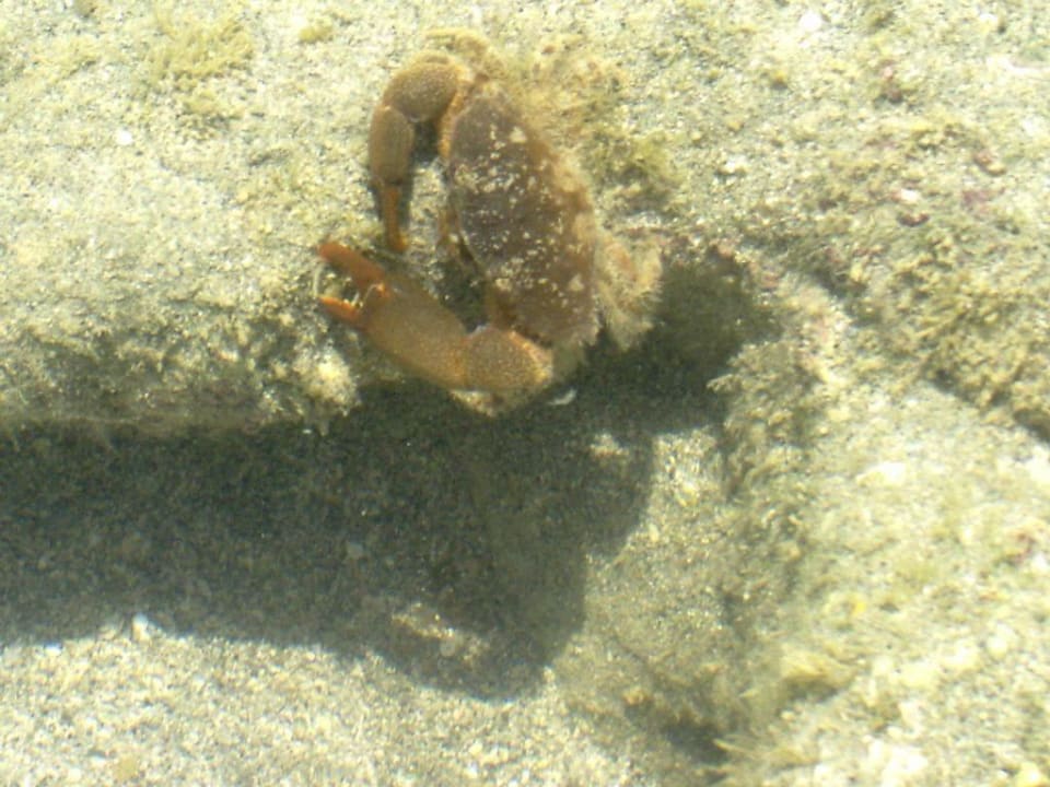 Zwierzatka przy plaży Riviera Aqua Park Resort