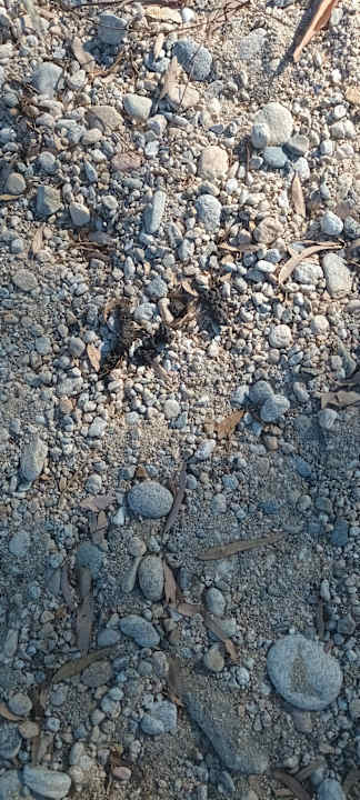 Strand Akrathos Beach Hotel