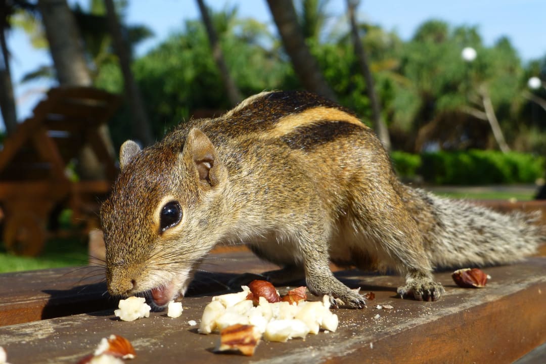 Noch ein Palmhörnchen Thaala Bentota