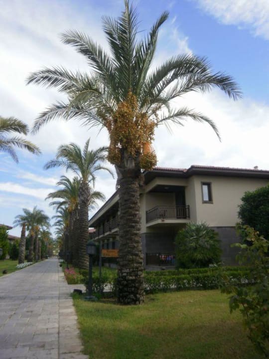 Piękna roślinność TUI BLUE Palm Garden