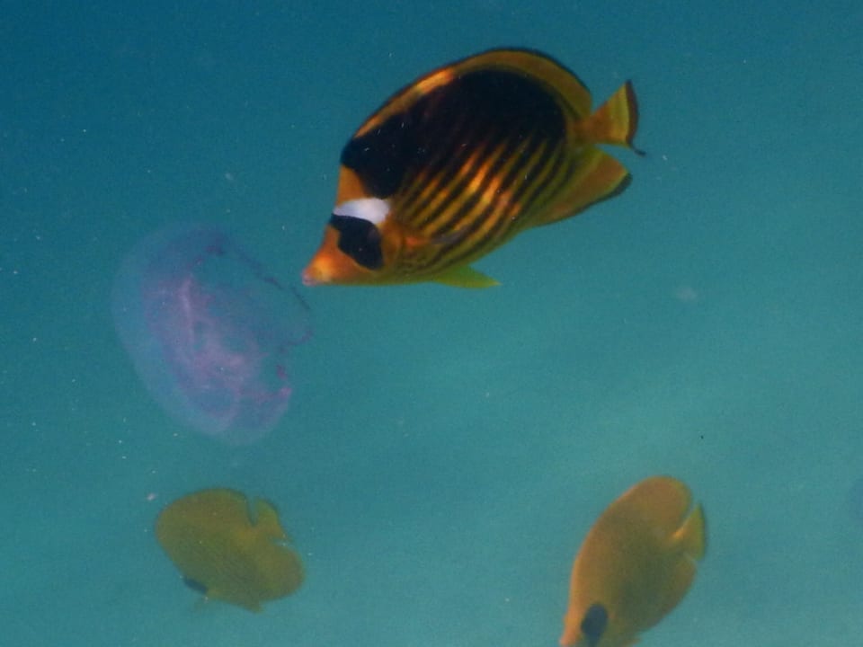 Sport & Freizeit Stella Beach Resort & Spa Makadi Bay