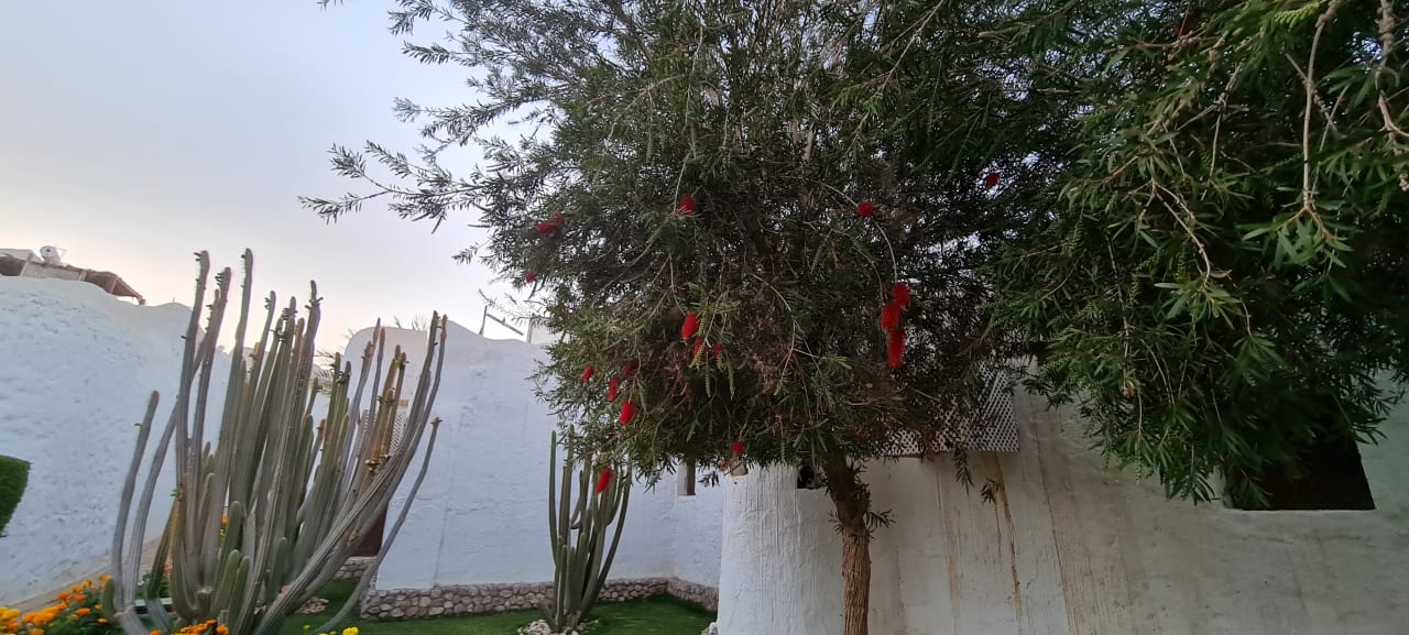 Gartenanlage Sharm Club Beach Resort