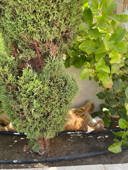 Gartenanlage Pickalbatros Alf Leila Wa Leila Resort - Neverland Hurghada