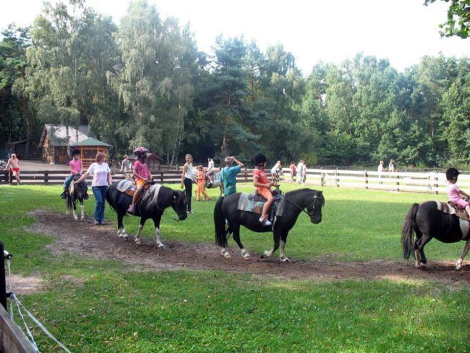 Streichelzoo Ferienpark Heidenholz