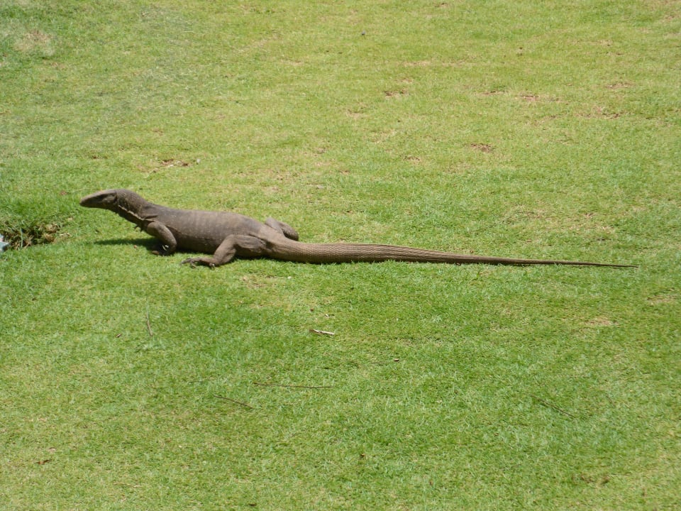 Waran in der Gartenanlage Heritance Ahungalla