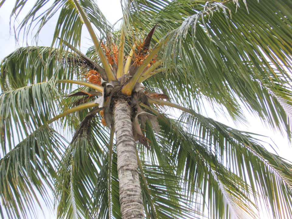 Palme in der Anlage Grand Muthu Club Caribbean Runaway Bay