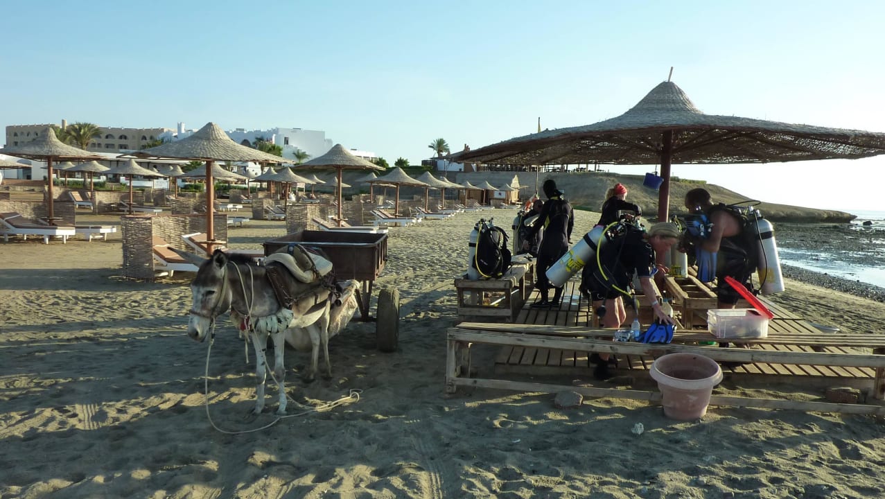 Strand und Startpunkt für Hausriff-Tauchgänge Three Corners Equinox Beach Resort
