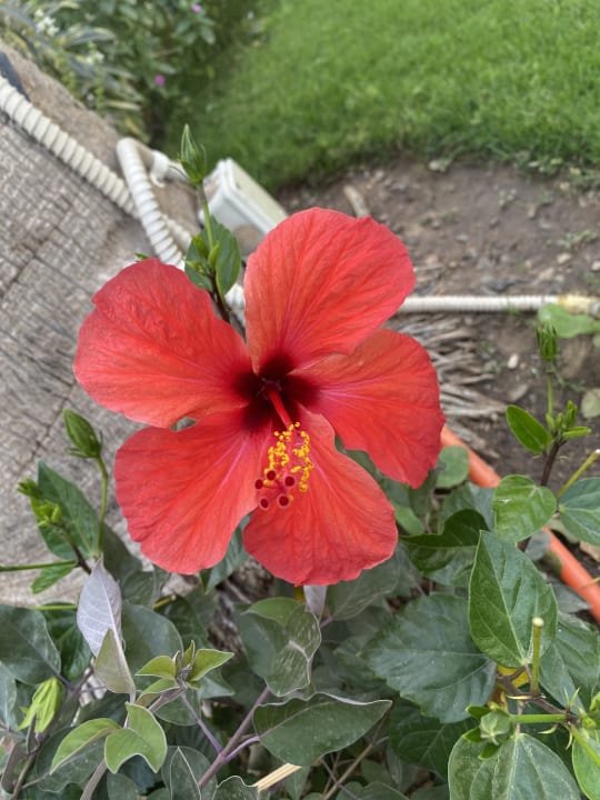 Gartenanlage Amarina Abu Soma Resort & Aquapark