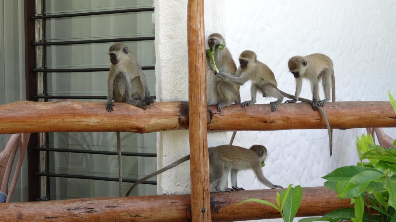 Am Balkon Hotel Traveller's Club