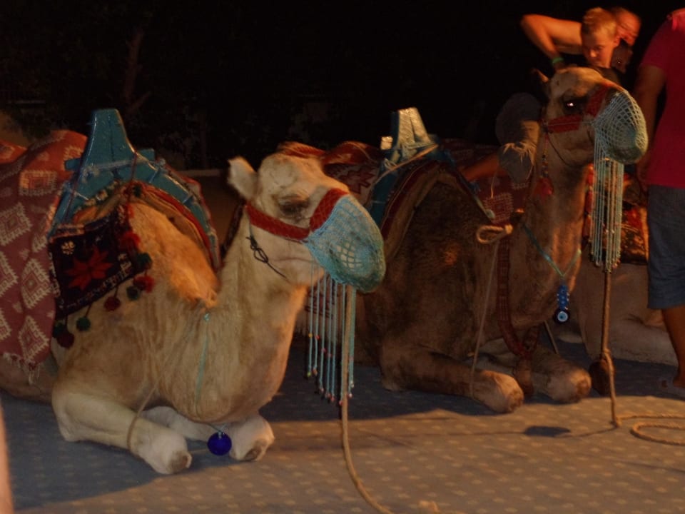 Türkischer Abend 2011 Hotel Süral Resort