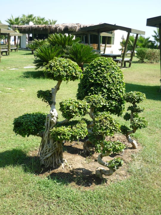 Schöne Pflanzenskulpturen Crystal Flora Beach Resort