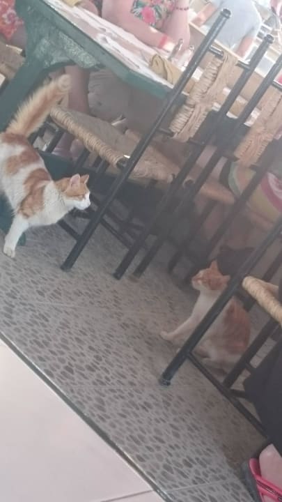 Katze beim Tisch anurinieren Giftun Azur Resort