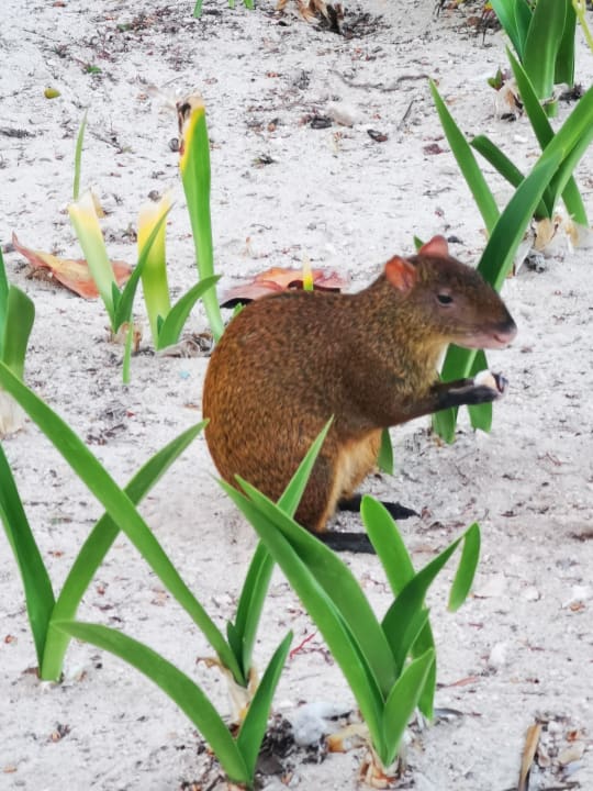 Sonstiges Akumal Bay Beach & Wellness Resort