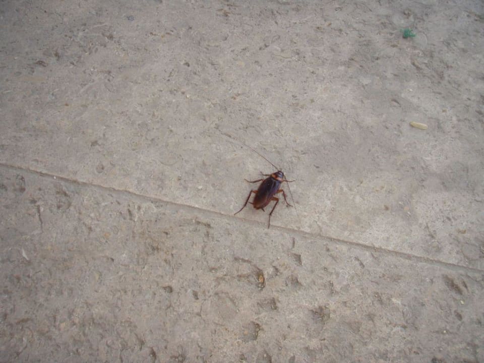 Kakalake im Relaxpoolbereich gesichtet! Ghazala Beach