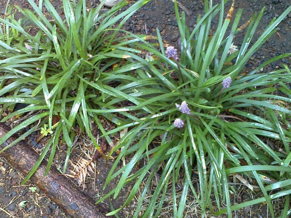 Blumenpracht H10 Tenerife Playa