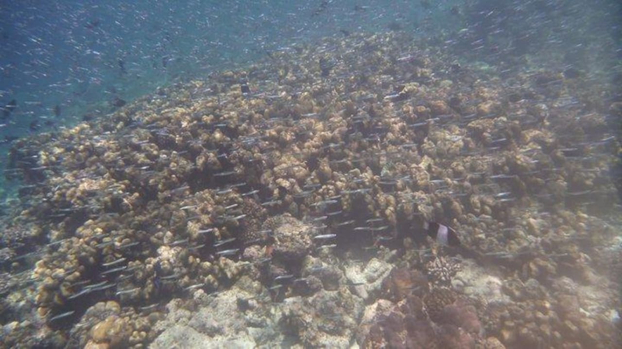 Fischschwärme am Hausriff NH Collection Maldives Reethi Resort