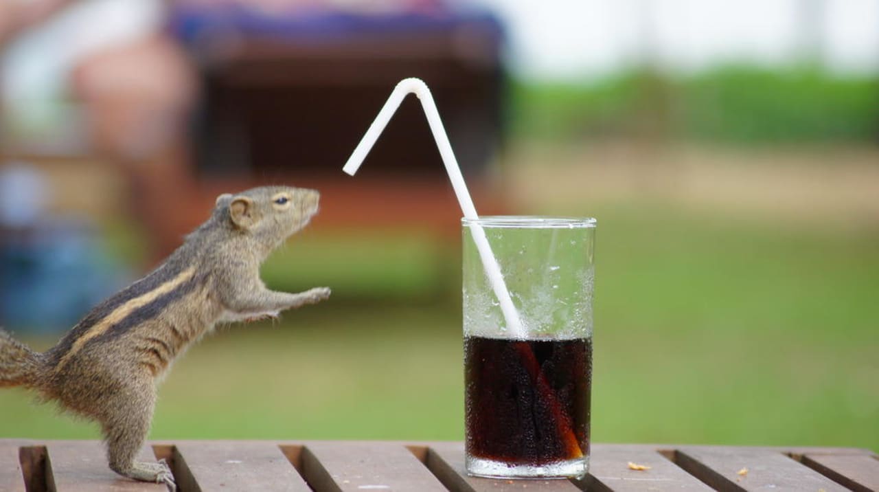 Wiewiórka pijaczka Mermaid Hotel & Club