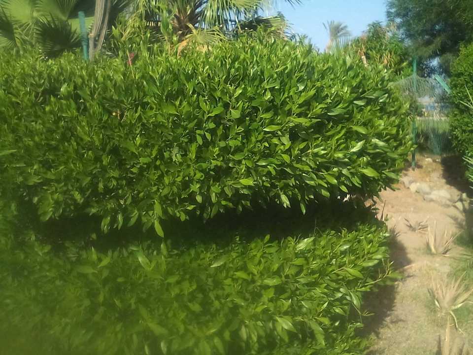 Greeen Shams Safaga Resort