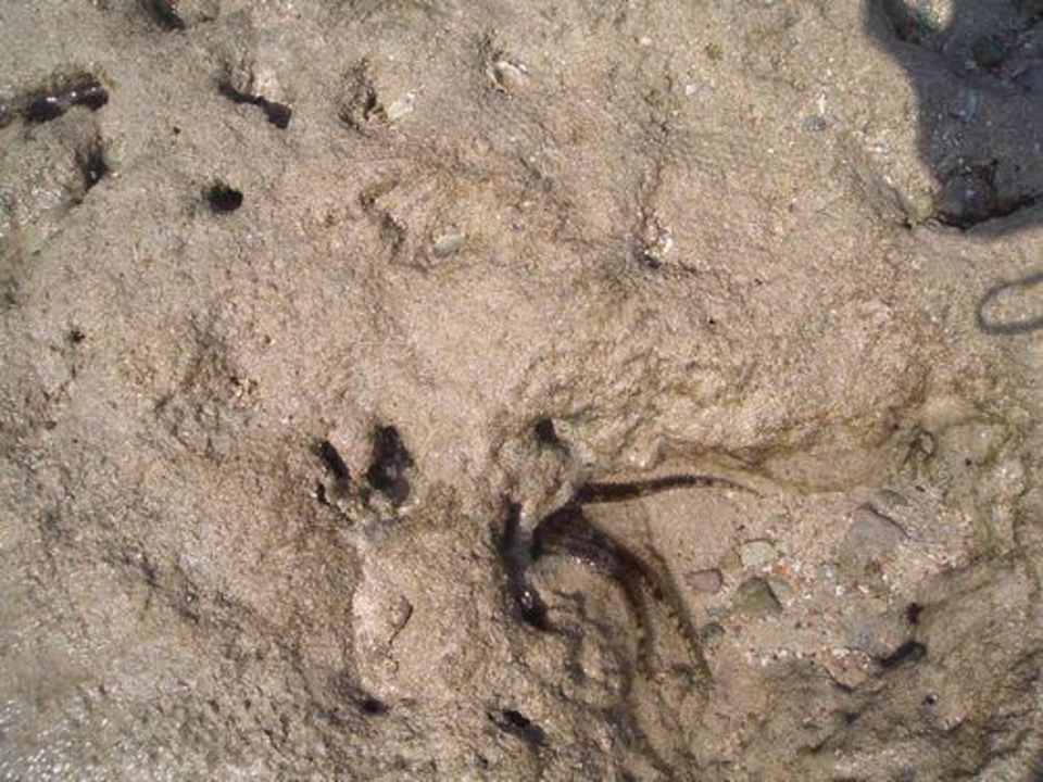 Ebbe Hotel Hauza Beach Resort