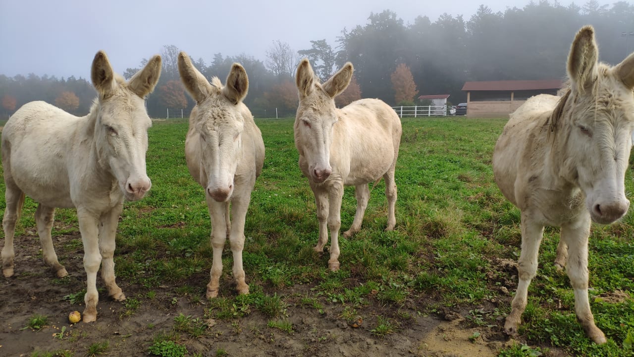 Gartenanlage Hotel Reiters Supreme