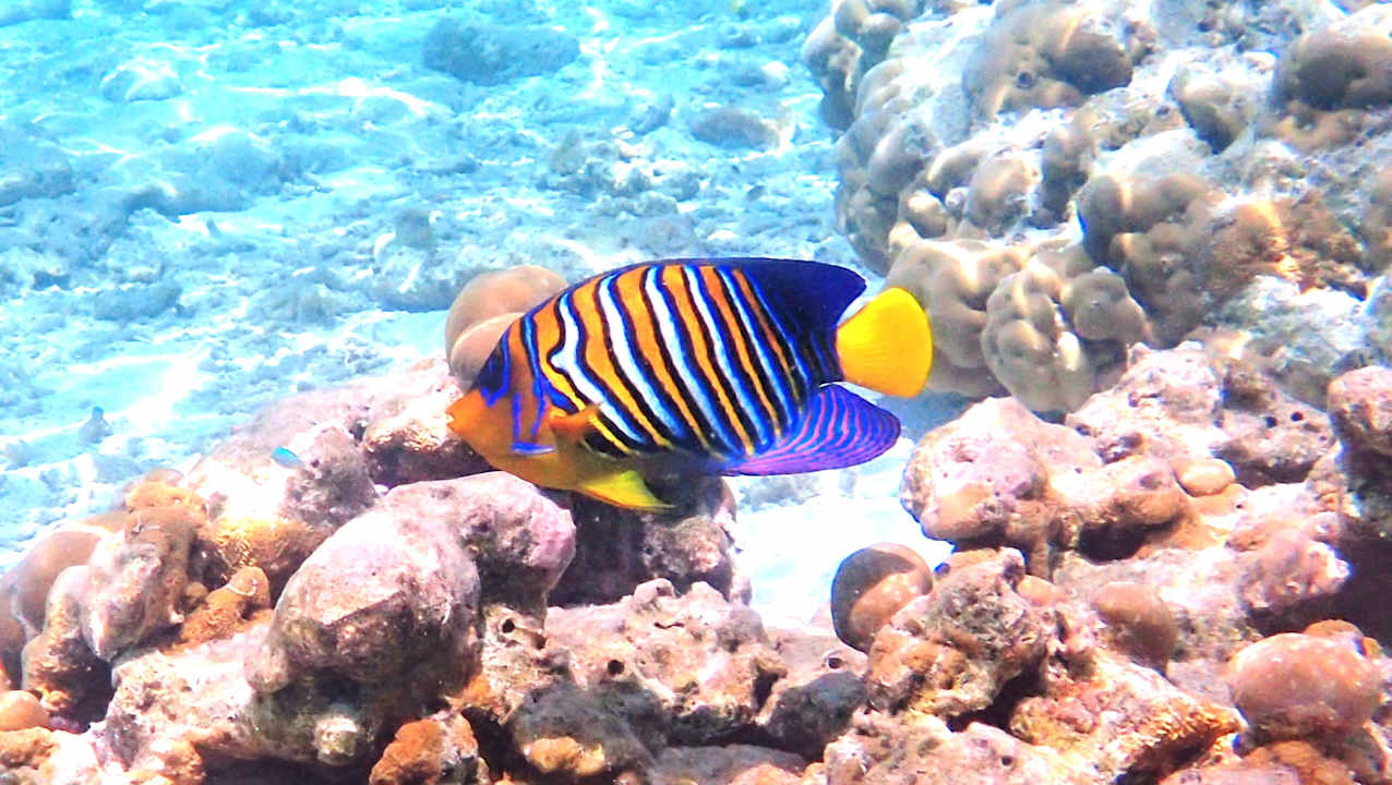 Sport & Freizeit Hotel Riu Palace Maldivas