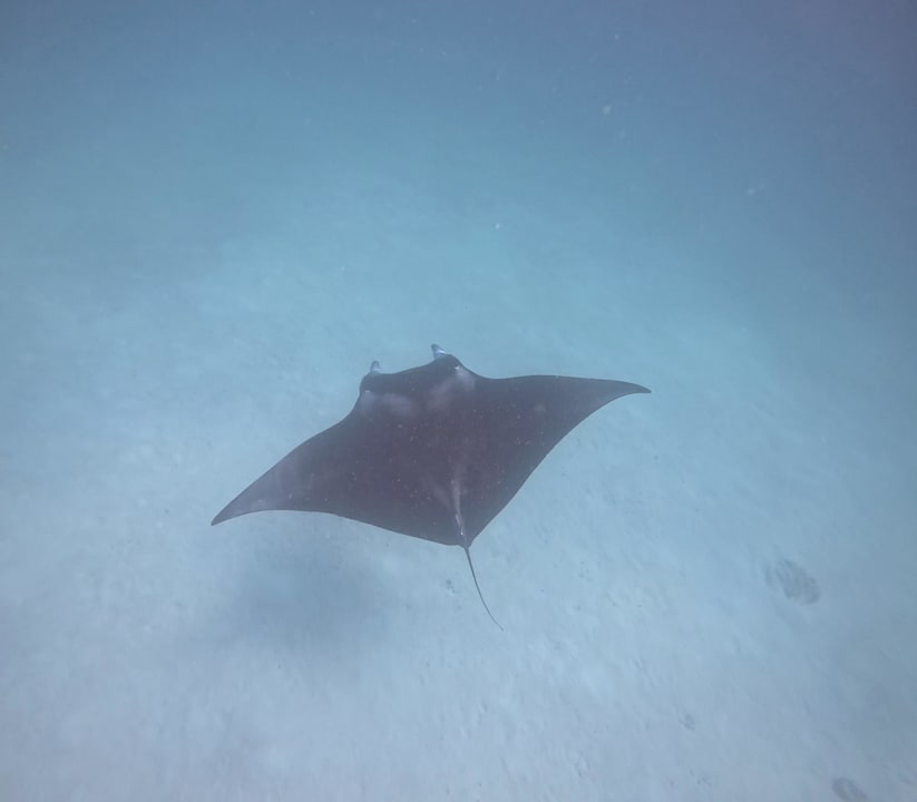 Strand Vilamendhoo Island Resort & Spa