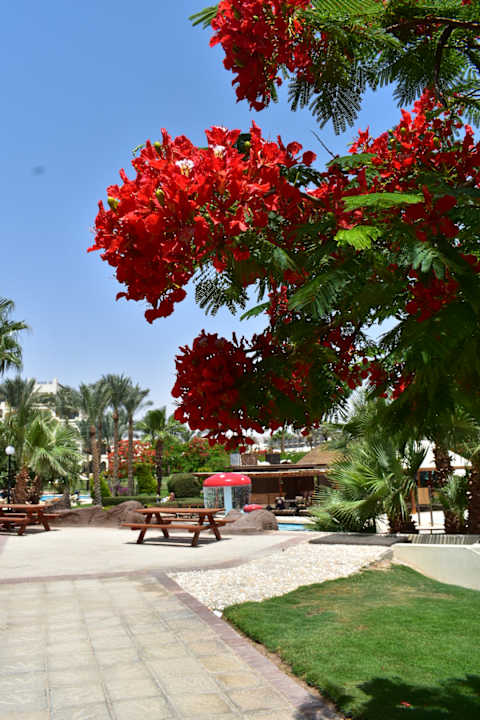 Gartenanlage Steigenberger ALDAU Beach Hotel