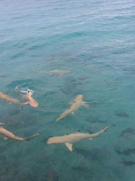 Nicht ganz ungefährlich Summer Island Maldives