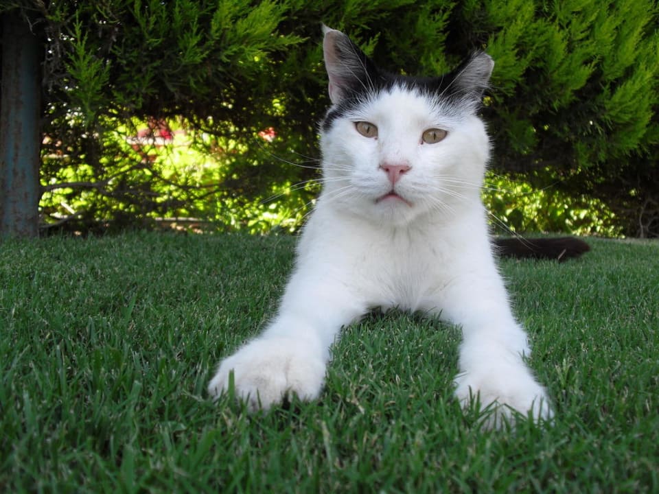Eine der Hauskatzen (sehr verschmutzt) Voyage Belek Golf & Spa