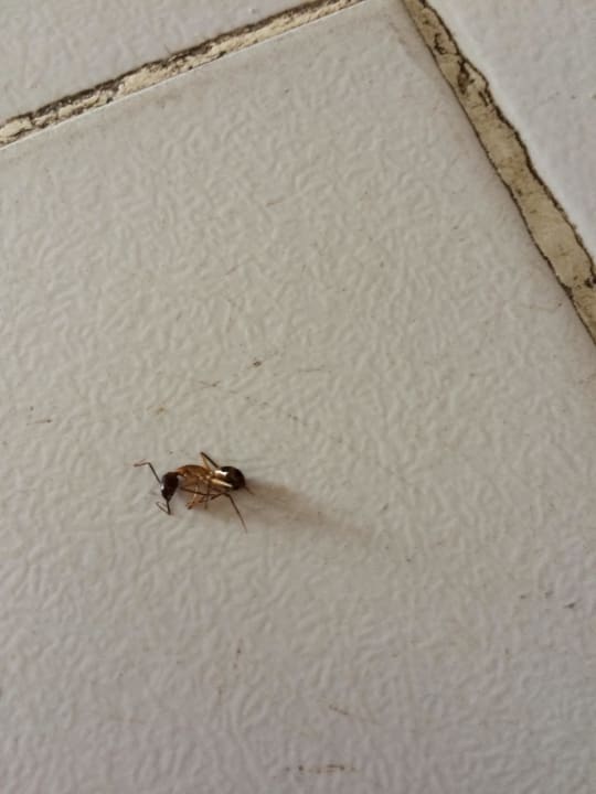 Tierchen Desert Rose