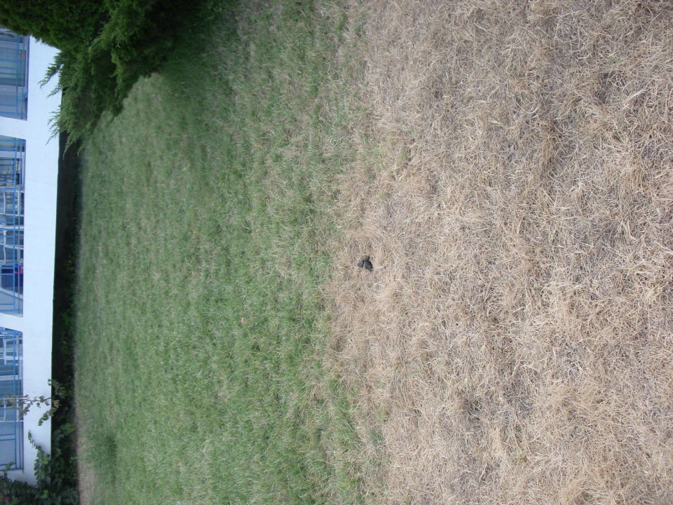 Kot AluaSun Helios Beach