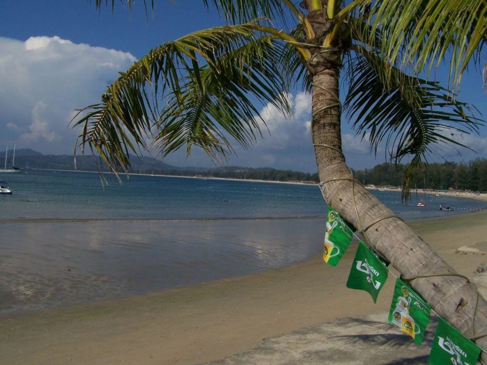 fotogene schiefe Palme am Bangtao Beach Best Western Premier Bangtao Beach Resort & Spa