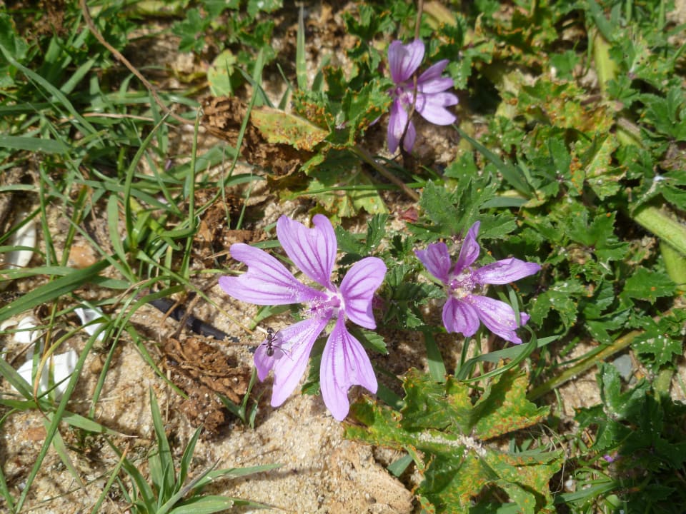 Strandblume HVD Clubhotel Miramar