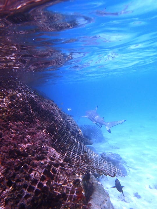 Schwarzspitzenriffhaie in der Lagune Kuramathi Maldives