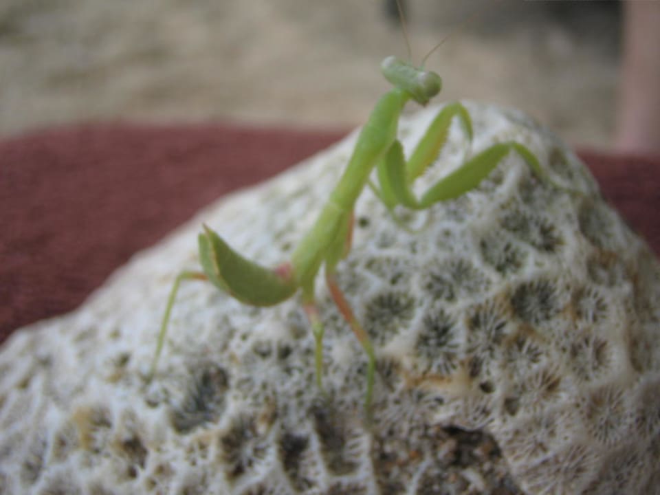 Seltener Besucher Hotel Lanta Sand Resort & Spa