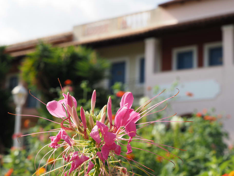 Gartenanlage St. George's Bay Country Club