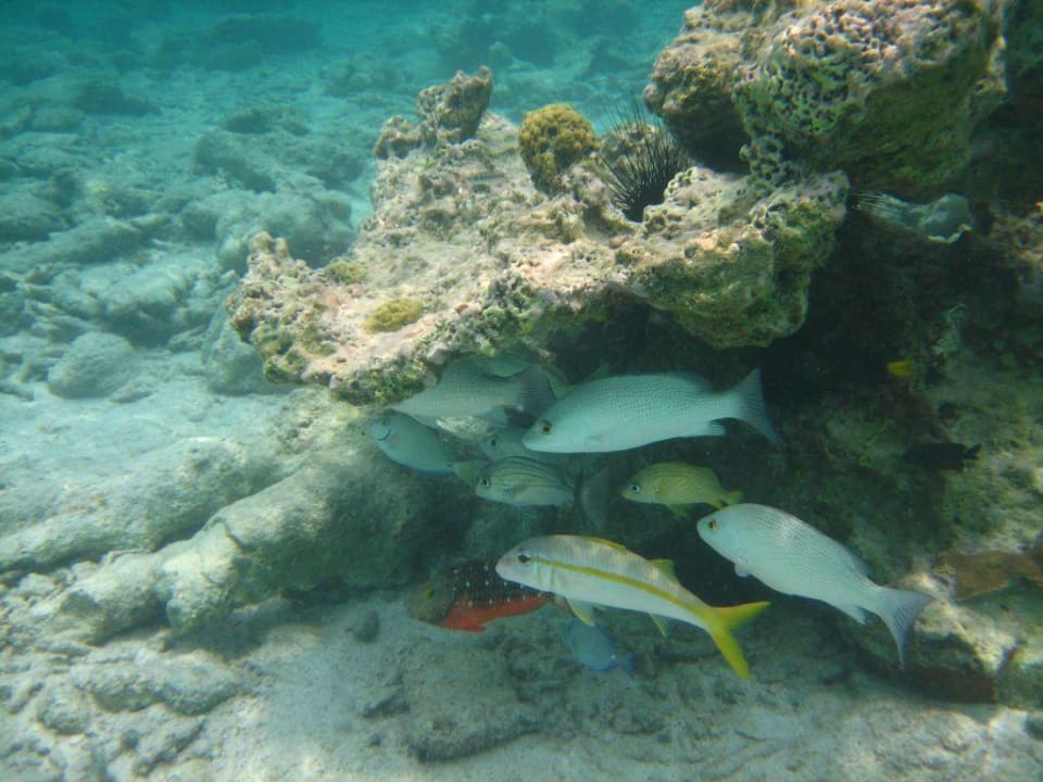 Fische in Strandnähe Grand Oasis Tulum Riviera - All Inclusive